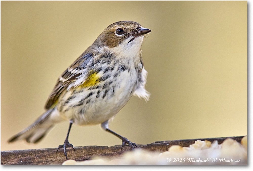 YellowrumpWarbler_Backyard_2024Jan_R5A22627