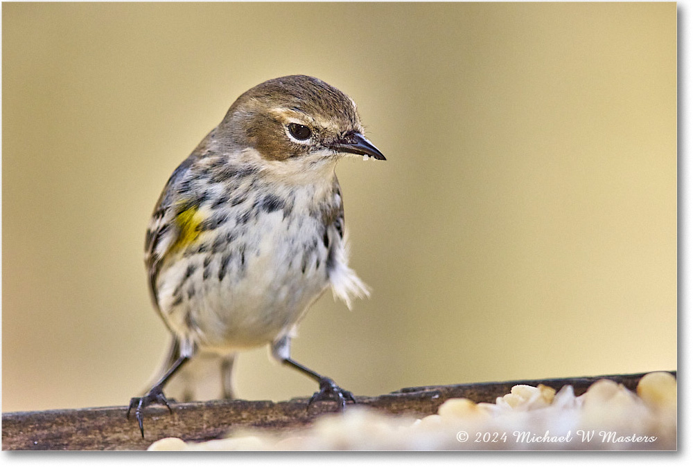 YellowrumpWarbler_Backyard_2024Jan_R5A22629