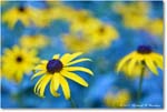 BlackeyedSusan_Backyard_2024Jul_R5A24447