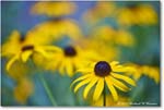 BlackeyedSusan_Backyard_2024Jul_R5A24452