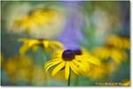 BlackeyedSusan_Backyard_2024Jul_R5A24453