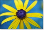 BlackeyedSusan_Backyard_2024Jul_R5A24456