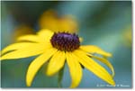 BlackeyedSusan_Backyard_2024July_24439