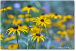 BlackeyedSusan_Backyard_2024July_24442