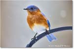 Bluebird_Backyard_2024Jan_R5A22518