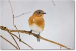 Bluebird_Backyard_2024Jan_R5A22538