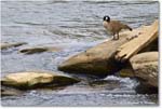 CanadaGoose_Rappahannock_2024Apr_R5A23074