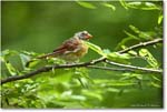 Cardinal_Backyard_2024Aug_R5C00064