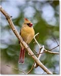 Cardinal_Backyard_2024Jan_R5A22636