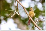 Cardinal_Backyard_2024Jan_R5A22638