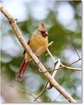 Cardinal_Backyard_2024Jan_R5A22639