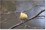 CarolinaWren_Backyard_2024Mar_R5A22907