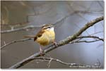 CarolinaWren_Backyard_2024Mar_R5A22916