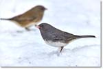 Dark-eyedJunco_Backyard_2024Jan_R5A22531