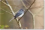 DarkeyedJunco_Backyard_2024Feb_R5A22692