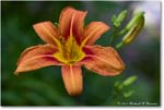 DayLily_Backyard_2024May_R5A23282