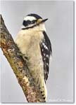 DownyWoodpecker_Backyard_2024Jan_R5A22585