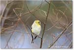 GoldFinch_Backyard_2024Mar_R5A22769