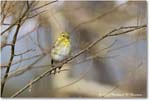 GoldFinch_Backyard_2024Mar_R5A22784