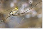 GoldFinch_Backyard_2024Mar_R5A22788