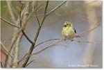 GoldFinch_Backyard_2024Mar_R5A22812