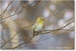 GoldFinch_Backyard_2024Mar_R5A22825