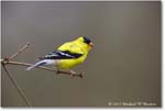 Goldfinch_Backyard_2024Apr_R5A22976