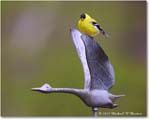 Goldfinch_Backyard_2024Apr_R5A23005