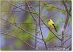 Goldfinch_Backyard_2024Apr_R5A23013