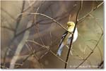 Goldfinch_Backyard_2024Feb_R5A22660