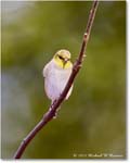 Goldfinch_Backyard_2024Feb_R5A22702