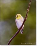 Goldfinch_Backyard_2024Feb_R5A22703