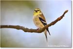 Goldfinch_Backyard_2024Feb_R5A22705