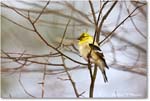 Goldfinch_Backyard_2024Feb_R5A22745