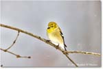 Goldfinch_Backyard_2024Jan_R5A22580