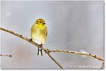 Goldfinch_Backyard_2024Jan_R5A22582