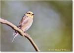 Goldfinch_Backyard_2024Jan_R5A22603