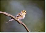 Goldfinch_Backyard_2024Jan_R5A22605