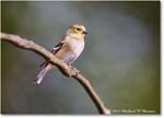 Goldfinch_Backyard_2024Jan_R5A22607