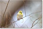 Goldfinch_Backyard_2024Jan_R5A22649