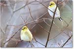 Goldfinch_Backyard_2024Jan_R5A22651