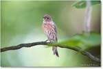 HouseFinch_Backyard_2024Aug_R5C00190