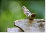 HouseFinch_Backyard_2024Aug_R5C00254