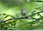 HouseFinch_Backyard_2024Aug_R5C00284