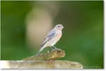 HouseFinch_Backyard_2024Aug_R5C00883