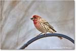 HouseFinch_Backyard_2024Feb_R5A22752