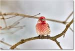 Housefinch_Backyard_2024Jan_R5A22553