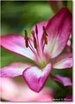 Lily_Backyard_2024May_R5A23263