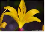 Lily_Backyard_2024May_R5A23285