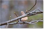 MourningDove_Backyard_2024Mar_R5A22883